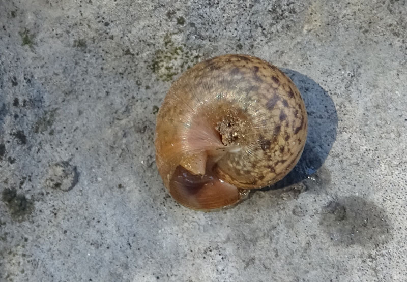 Euomphalia strigella o Monachoides incarnatus ?...Euomphalia